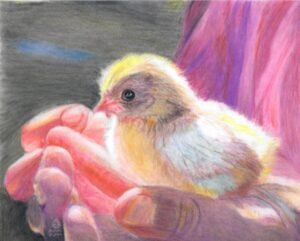 hands holding baby chick